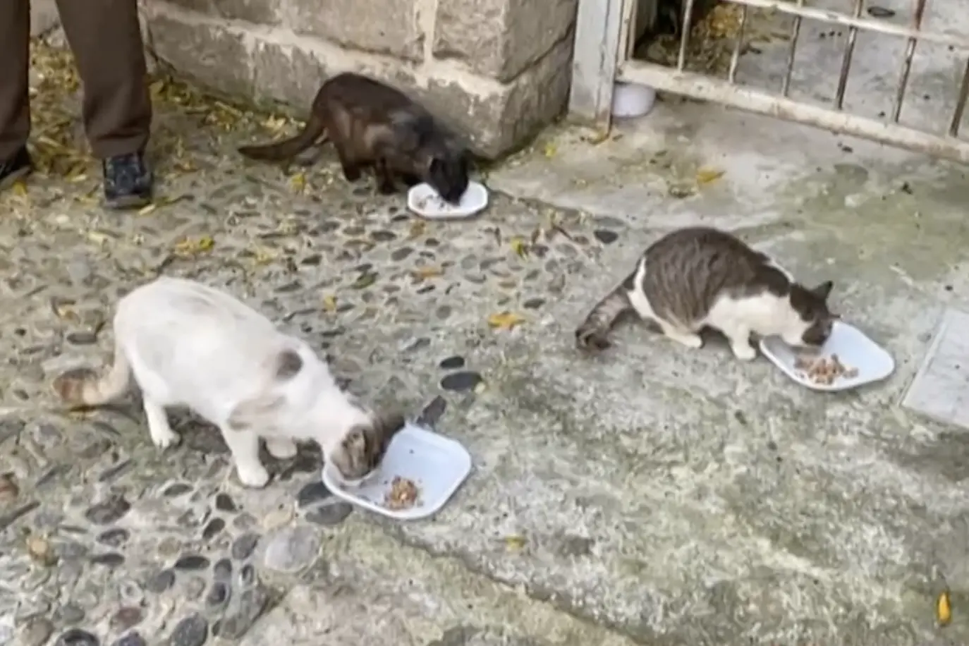I gatti del centro storico (L'Unione Sarda)
