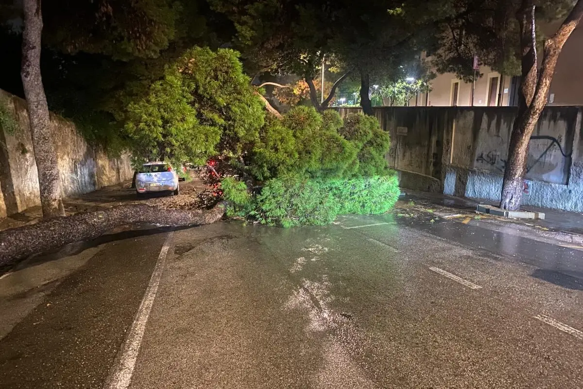L'albero caduto in viale Sant'Ignazio