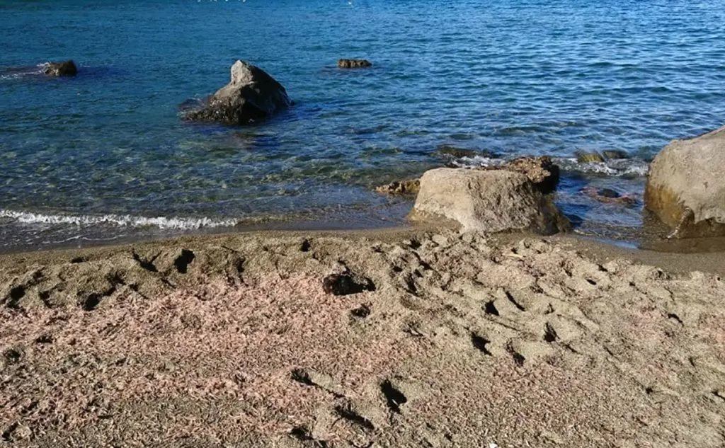 La spiaggia di Lacco Ameno dove sono stati trovati i gamberetti morti (Ansa/Guardia costiera)