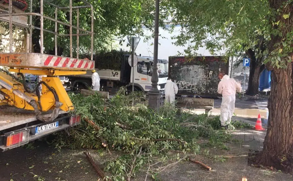 A Oristano si puliscono strade e piazze e si mettono in sicurezza gli alberi (foto Elia Sanna)