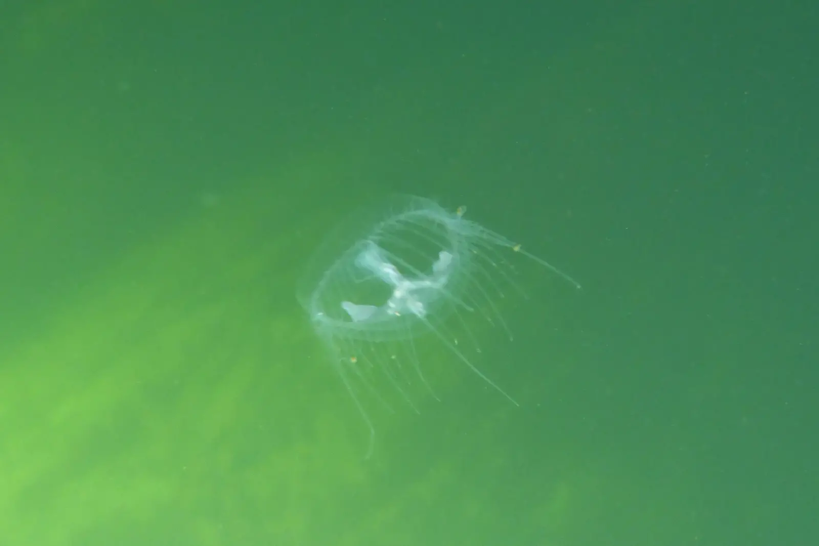 La medusa (foto Lecca)