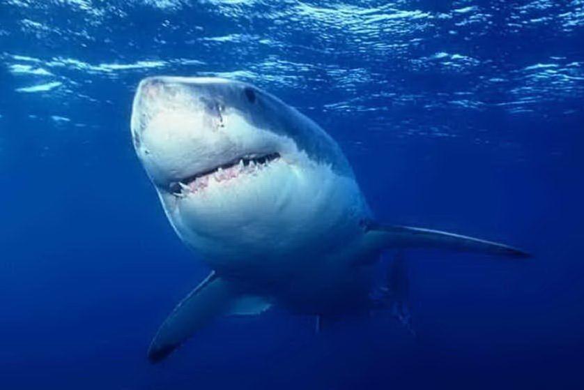 Fa il bagno e uno squalo la attacca, muore una 63enne