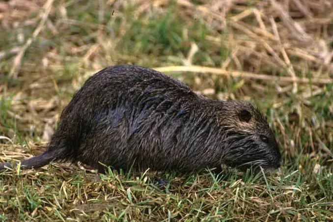 Una nutria