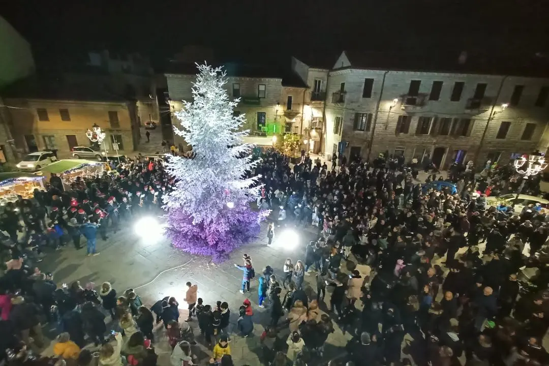 L'albero viola &quot;Soul&quot; in Piazza Gallura a Tempio Pausania (foto ColorArt)