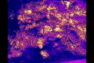 Rogo nella pineta di Monti Russu, le immagini dalla termocamera a infrarossi