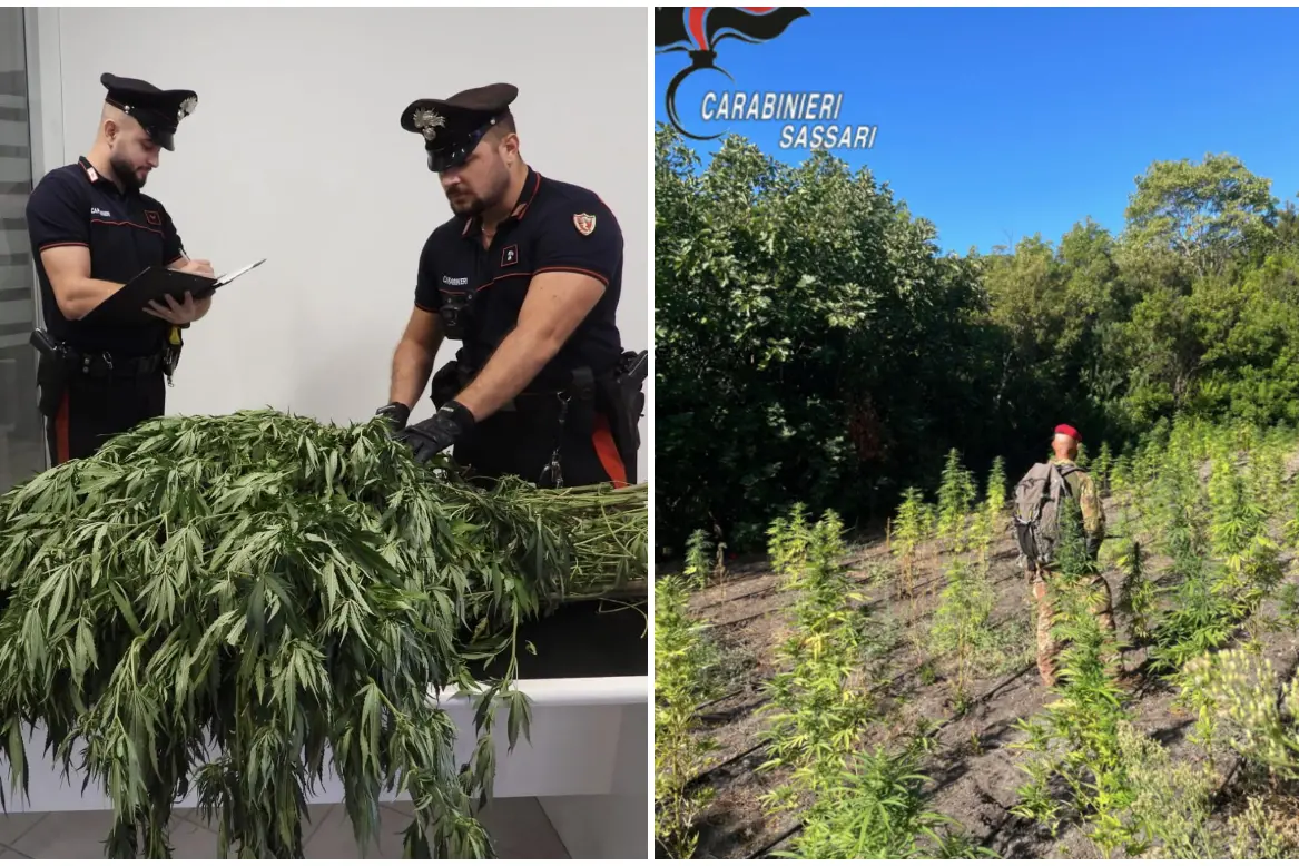 Coltivazioni di cannabis nel Nord Sardegna (foto Cc)