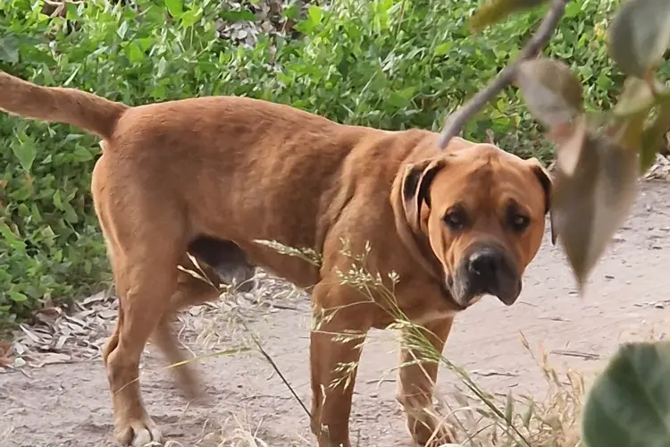 Il cane Biondo (foto concessa)