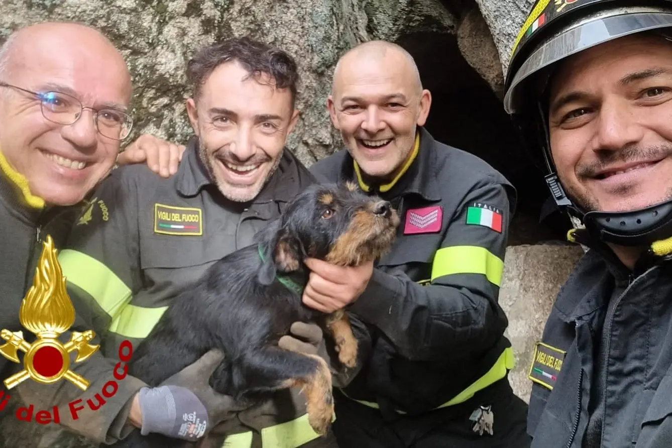 Uno dei cani salvati dai vigili del fuoco di Olbia (Concessa)