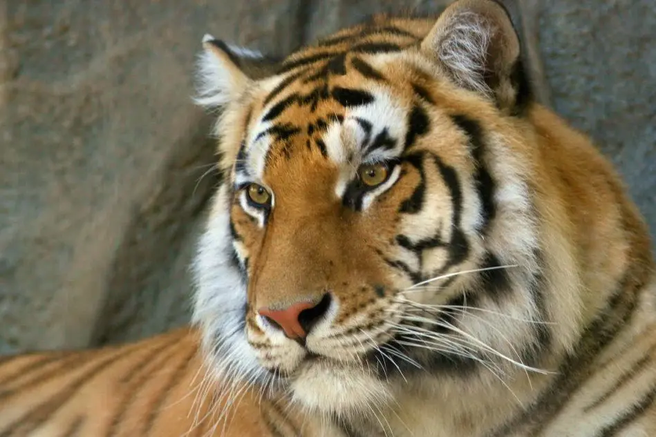 Una tigre del Bengala