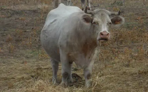 Un bovino a Pula (foto diffusa dalla Lav)