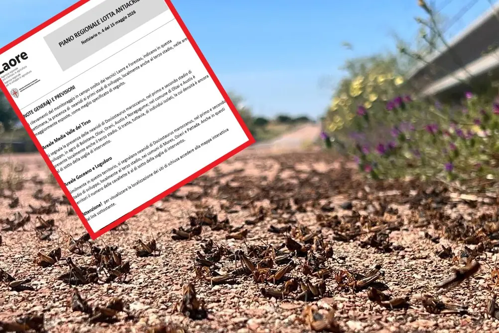 Cavallette osservate speciali nel centro Sardegna (L'Unione Sarda)