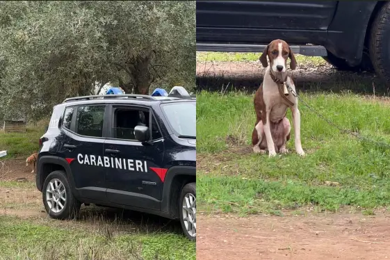 I cani e l'intervento dei carabinieri a Uri (foto concessa)