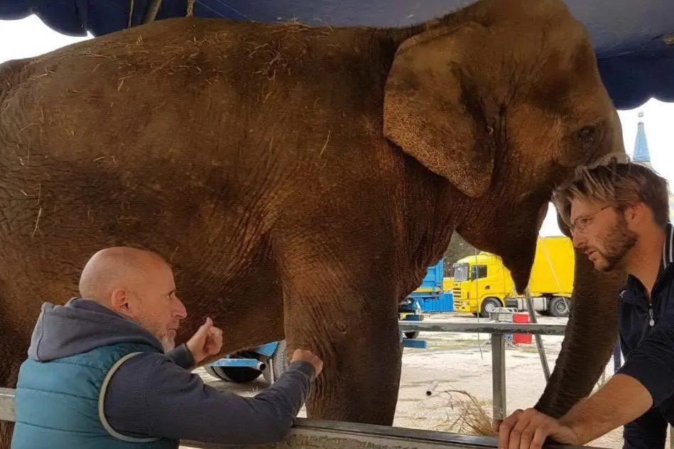 L'elefante Caciula e, a sinistra, il veterinario che lo ha in cura