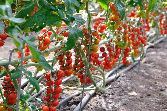 Una serra di pomodori (foto Murgana)