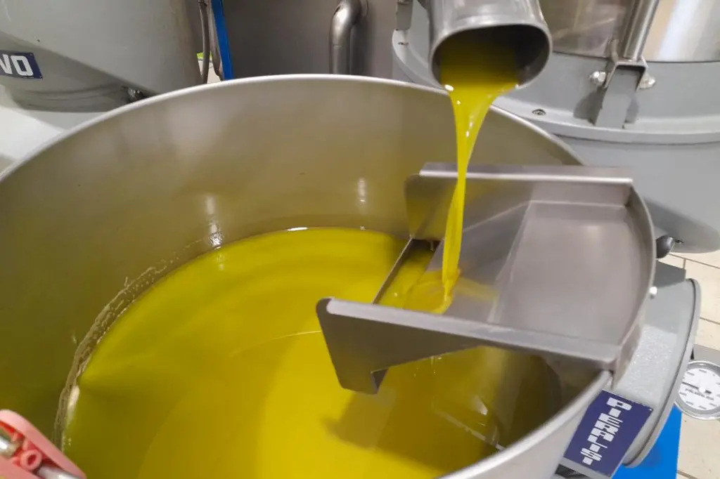 Una fase di produzione dell'olio (Foto: Maria Grazia Peis)