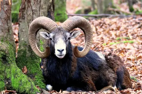 Un muflone. 27 agosto 2018. PIXABAY