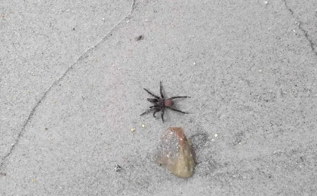 Un ragno ritrovato sulla spiaggia di Torre delle Stelle: la foto di Stefania Congiu (07/08/2018)