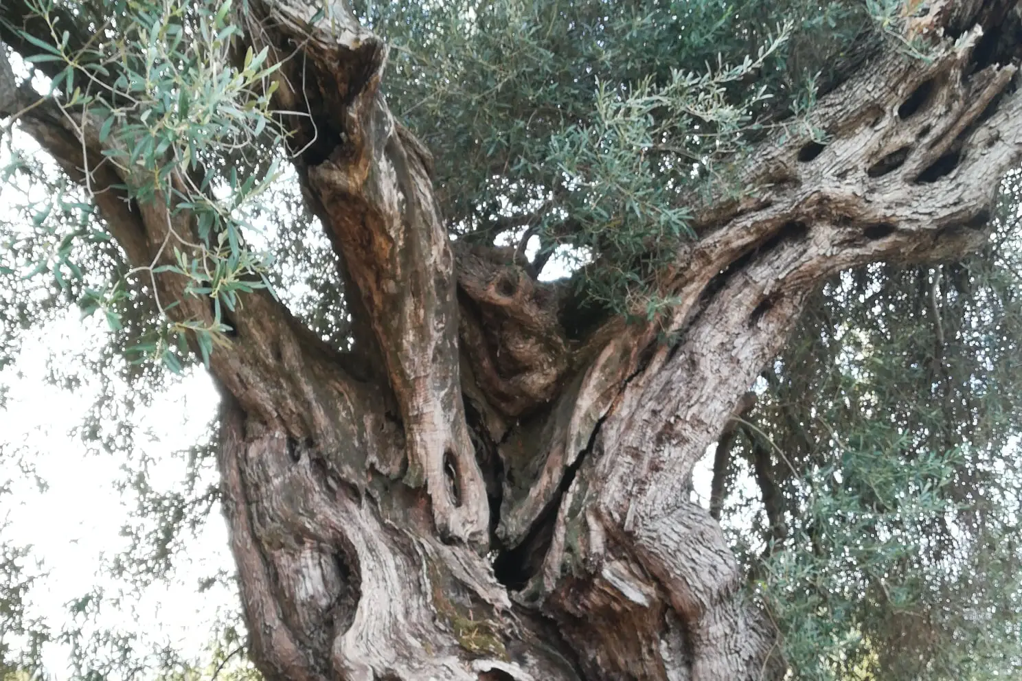 L'olivo secondare di Sini (Foto concessa dalla Pro loco di Sini)