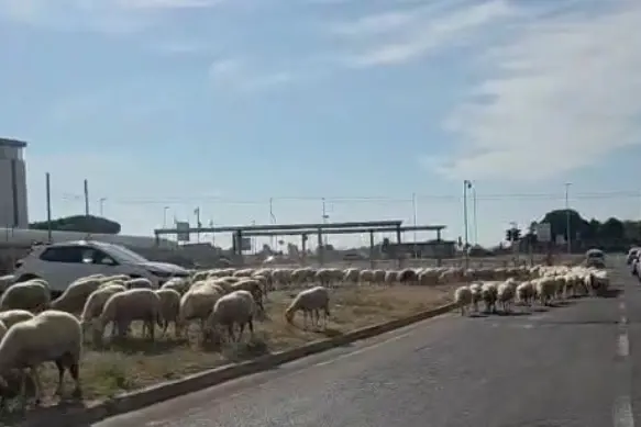 Le pecore davanti alla stazione Caracalla a Monserrato