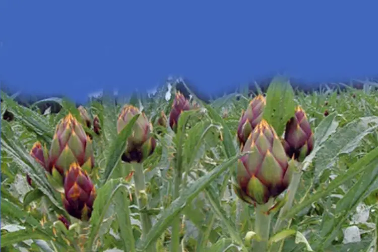 Carciofi a Santa Maria Coghinas (foto concessa)