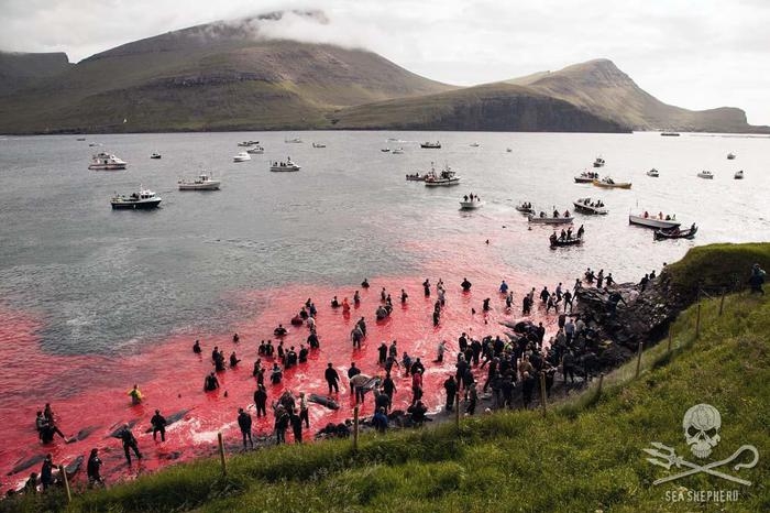 Mattanza di delfini alle isole Faroe: uccisi oltre 1.500, rabbia e indignazione