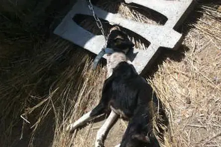 IL CANE MORTO A IS GARAUS