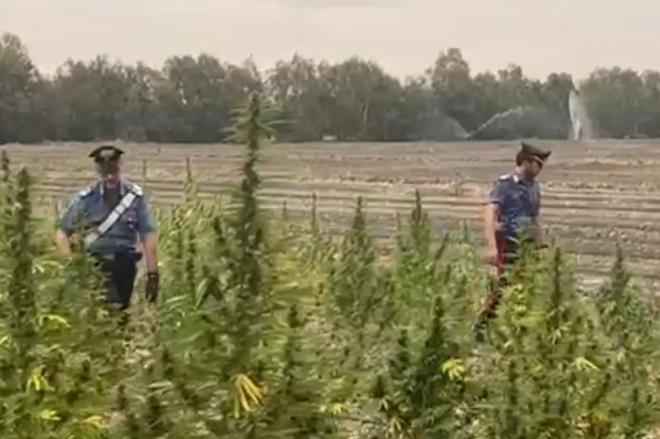 Carabinieri in una piantagione di marijuana (Repertorio)