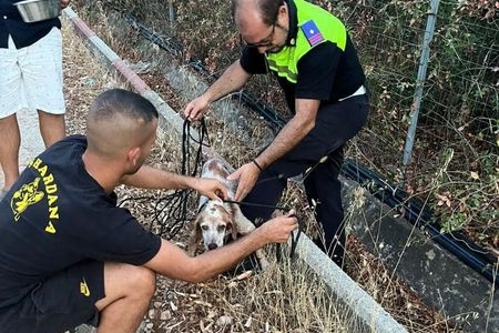 Maracalagonis: cane abbandonato e ferito, recuperato dai vigili urbani