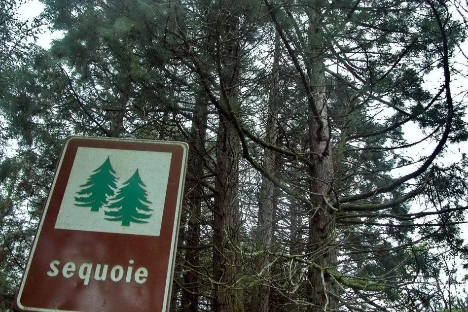 Le sequoie di Vallicciola (foto Pier Giacomo Pala)