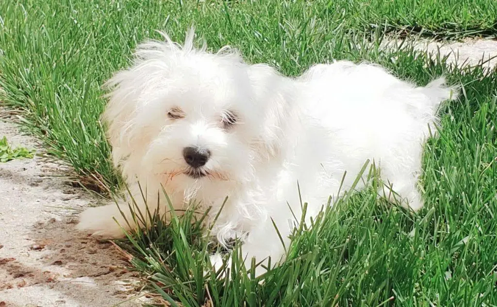 Mia da Assemini (foto invata da Massimo)