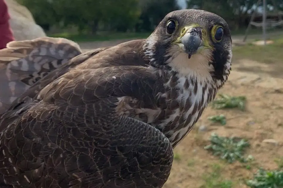 Il falco pellegrino ferito (L'Unione Sarda - foto Cazzaniga)