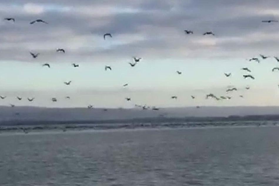 Oristano, allarme-cormorani negli stagni: protestano i pescatori
