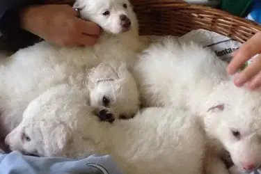 I cuccioli Ras, Sol, Ter e Bia