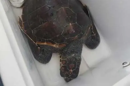 La tartaruga salvata a Golfo Aranci (Foto: Guardia costiera)