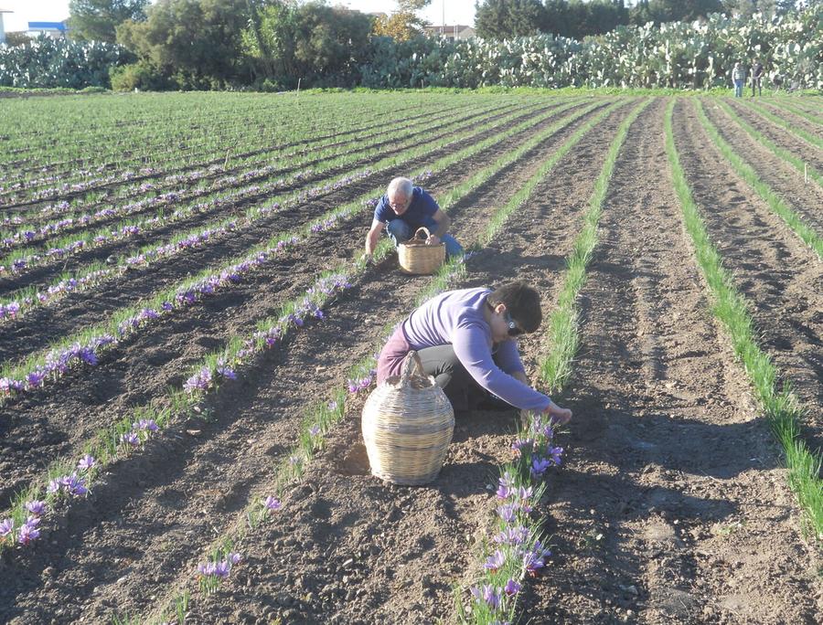 Addio industria, nei campi il futuro del paese