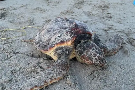 The beached turtle