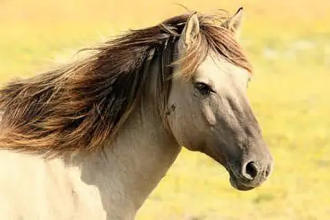 Un cavallo (foto Pixabay)