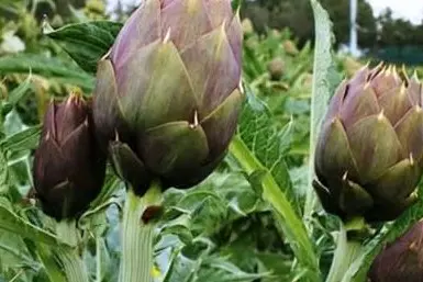 Campo di carciofi (foto concessa)