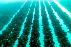 Scienza e imprese, verso un’acquacoltura sostenibile