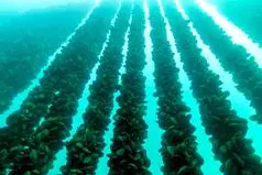 Un allevamento di cozze (foto concessa)