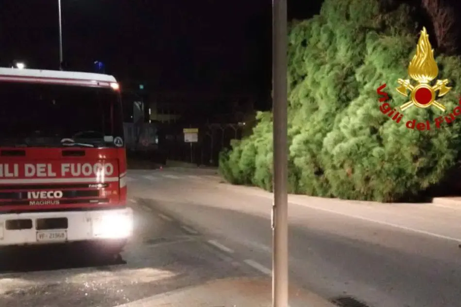 L'albero caduto (Foto Vigili del fuoco)