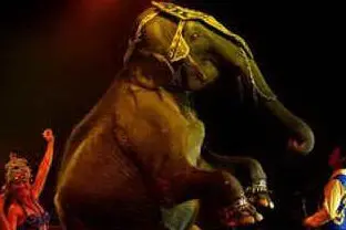 ELEFANTE AL CIRCO