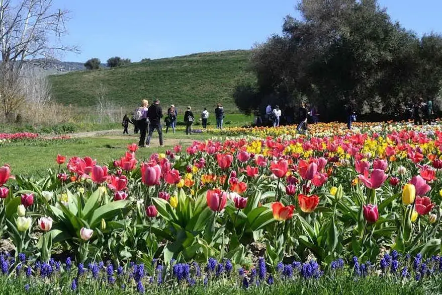 Tulipani a Turri (foto L'Unione Sarda)
