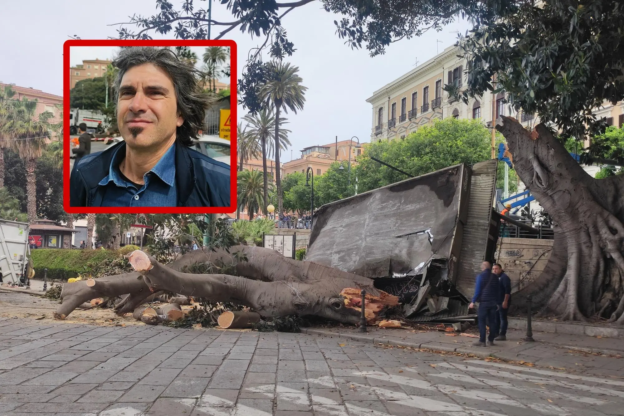 L'albero crollato e, nel riquadro, il Responsabile Gestione verde dell'Università di Cagliari Gianluca Iiriti (L'Unione Sarda)