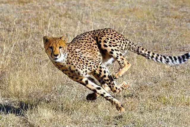 Un ghepardo in corsa
