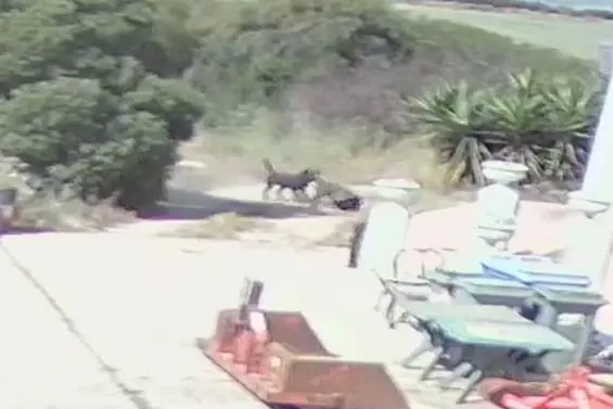 Un'incursione dei cani ripresa dalla telecamera  (Frame da video)
