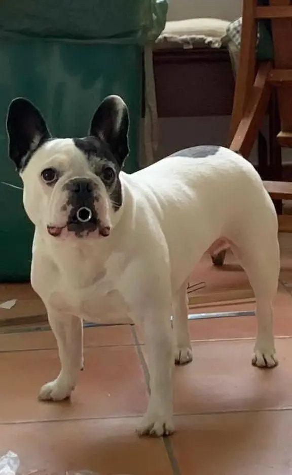 Pippi, assistente in officina. Foto inviata da Giulia, Cagliari