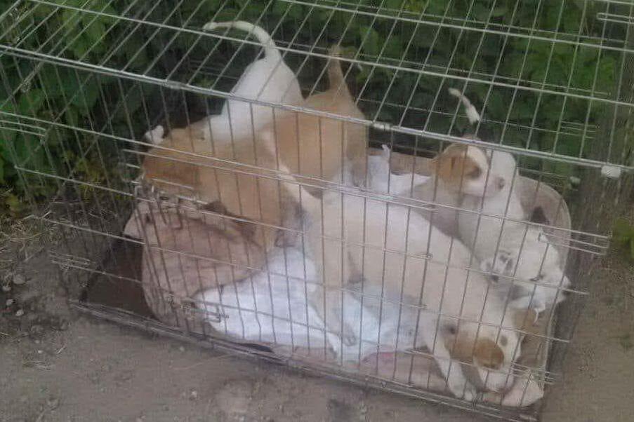 Quartu, cuccioli abbandonati dentro una scatola sotto il sole cocente