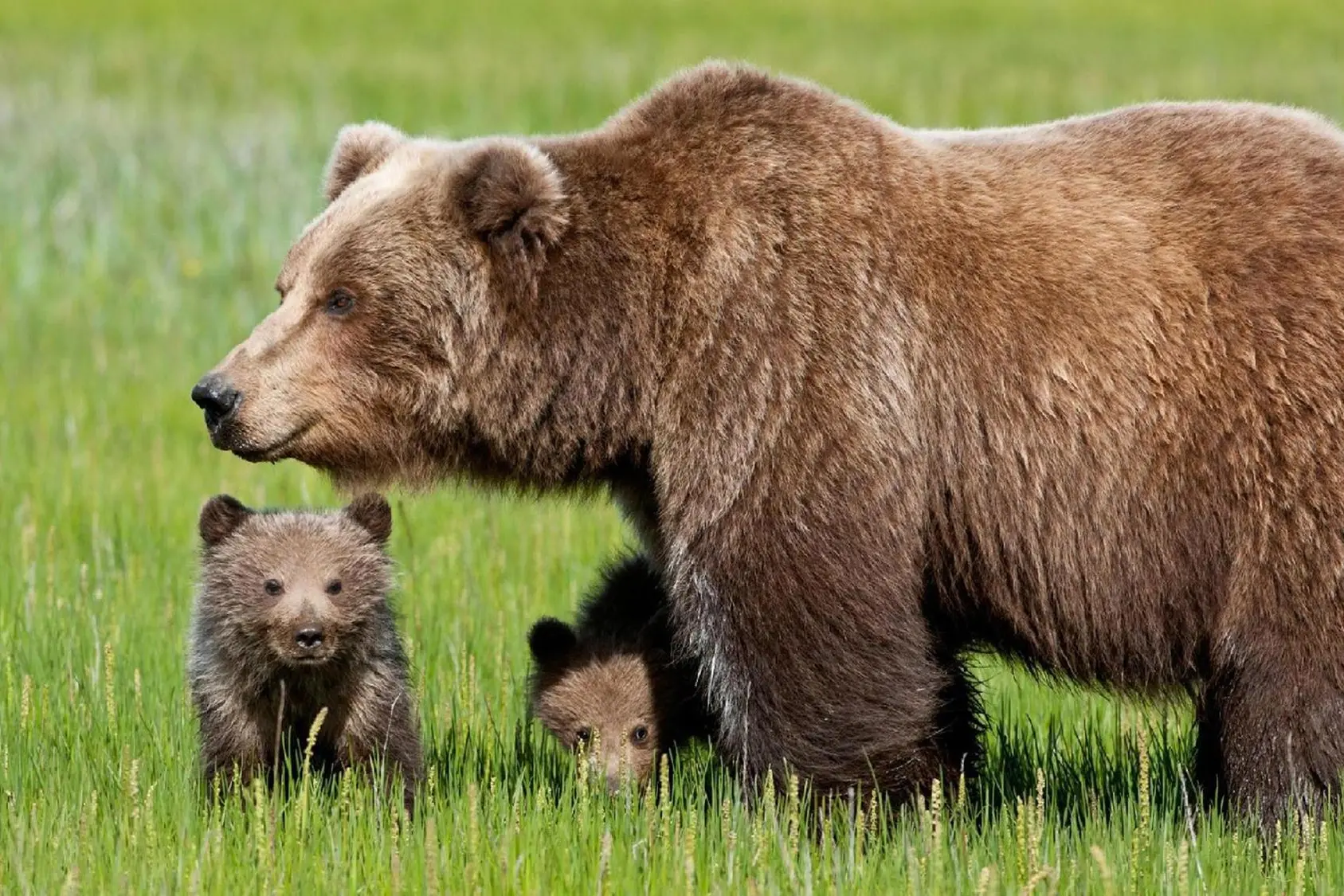 Un'orsa con i suoi cuccioli (Archivio)