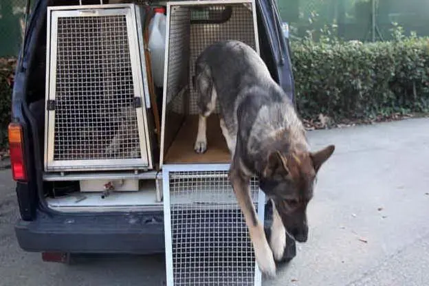 Cane del Reparto cinofili - Foto simbolo